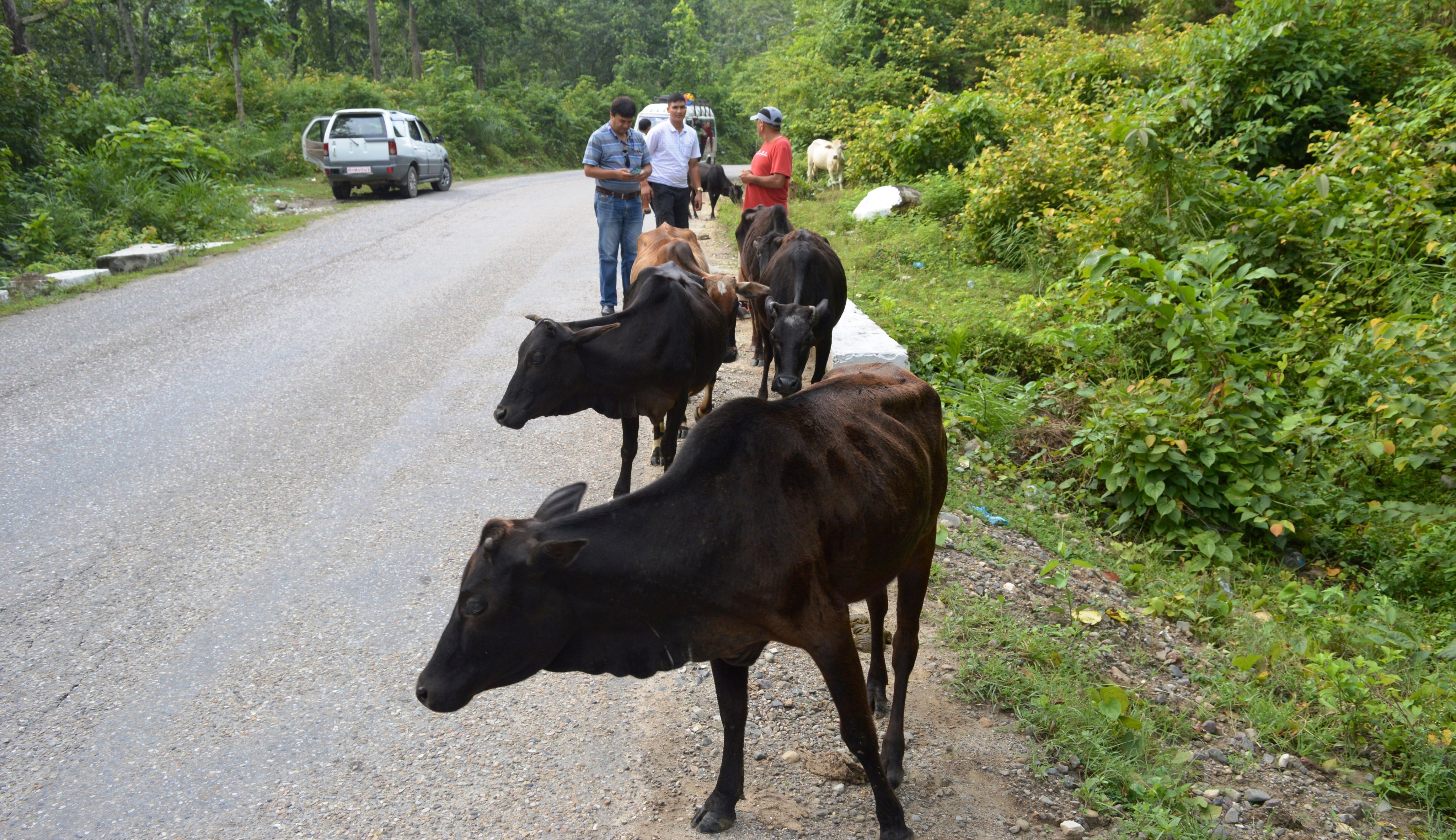 सुर्खेतमा छाडा गाईगोरुको गणना शुरु