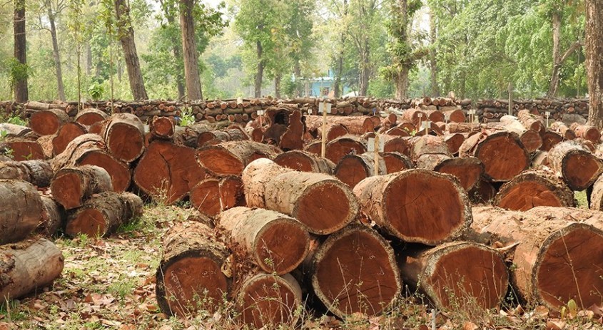 सुर्खेतमा  ७ महिनादेखि काठ निकारी पैठारीमा रोक