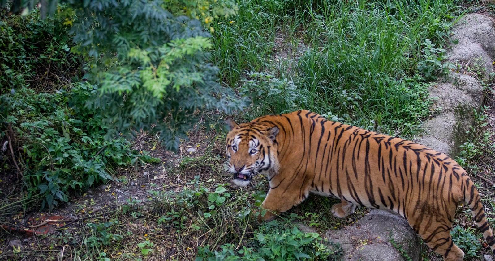 सुर्खेतमा बाघको आक्रमणबाट मृत्यु