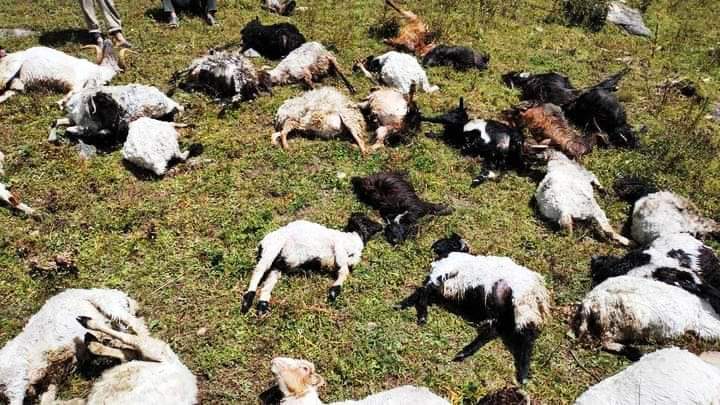 चट्याङ लागेर दशैको मुखमा ४० भेडा मरे