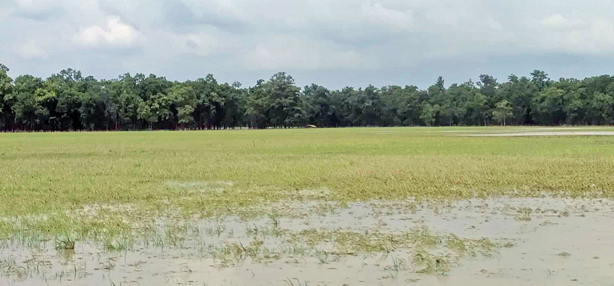 बर्दियामा बाढीले ५ सय बिघाको धानबालीमा क्षति