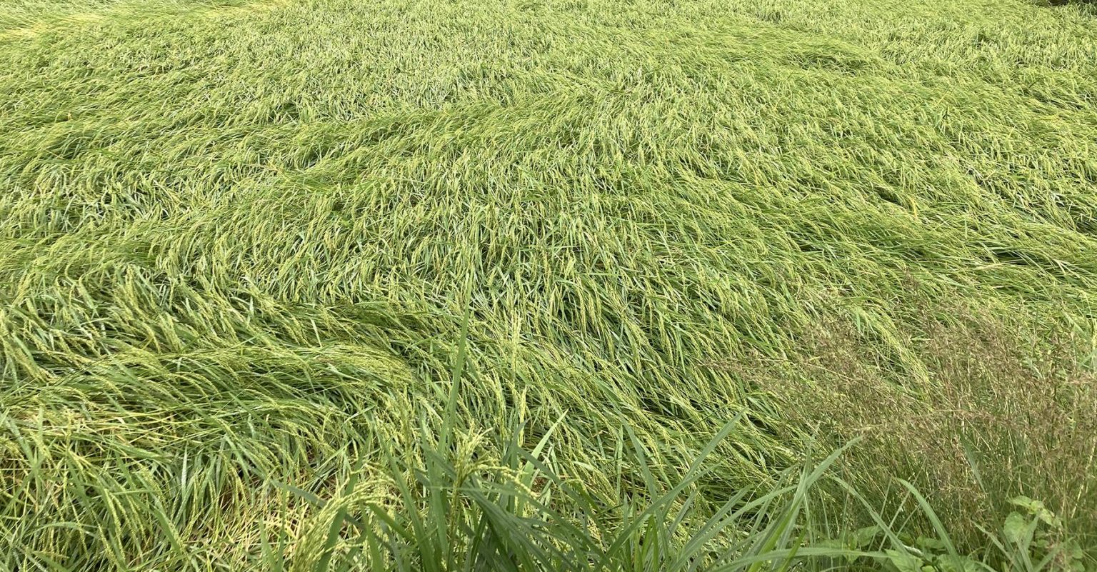 लगातारको झरीले धानबालीमा क्षति