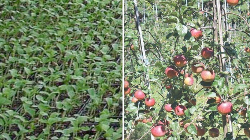 मुहानमै भ्रष्टाचार ! स्याउको बिरुवा बाँड्दा भ्रष्टाचार गरेको आरोपमा विशेष अदालतमा मुद्दा