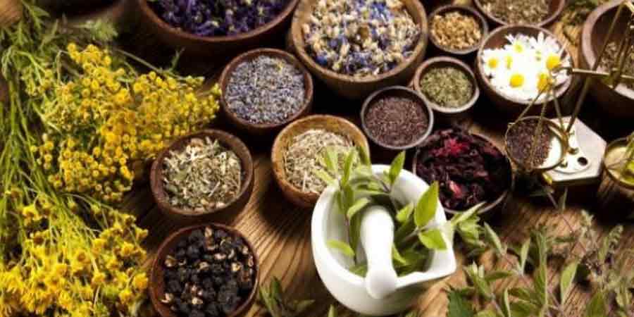 जडीबुटी प्रशोधन केन्द्र निर्माण अन्तिम चरणमा