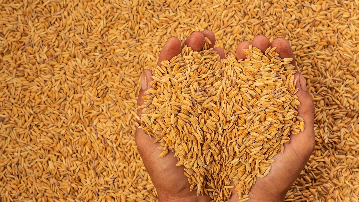 धान उत्पादन साढे ३ लाख मेट्रिकटनले बढ्यो