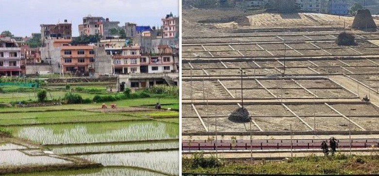 ७ वर्षमा धान फल्ने २१ लाख रोपनी जमिन मासियो, अधिकांश ठाउँमा खेत मासेर प्लटिङ