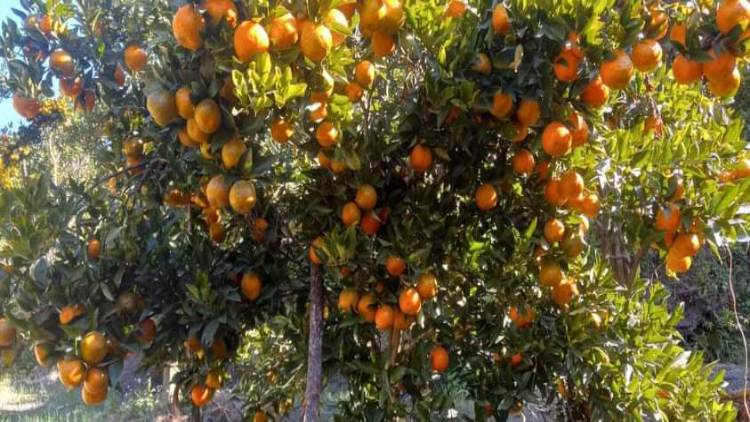 १४ प्रतिशतले सुन्तला उत्पादन बढ्यो