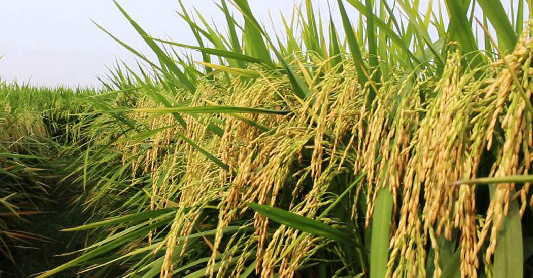 प्रदर्शनीमार्फत प्रविधिबारे चैतेधान खेतीमा आकर्षण बढाउने योजनाको जानकारी दिँदै