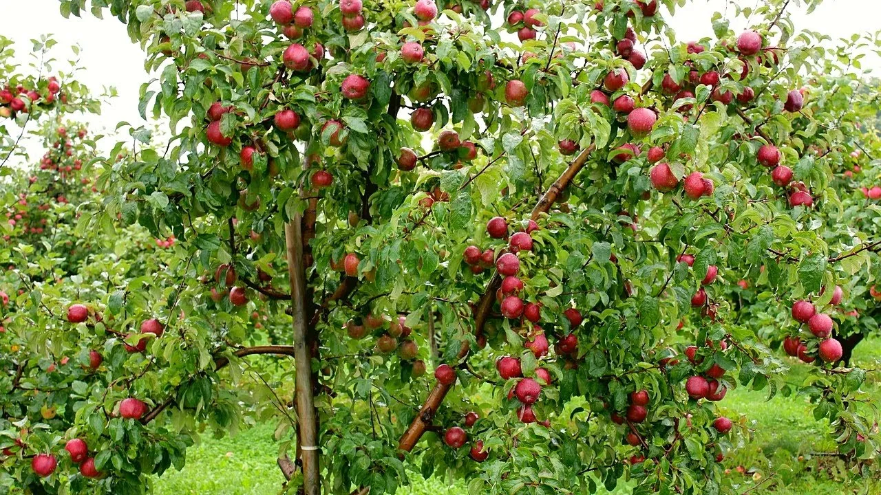 स्याउमा रोग लाग्दा किसान चिन्तित