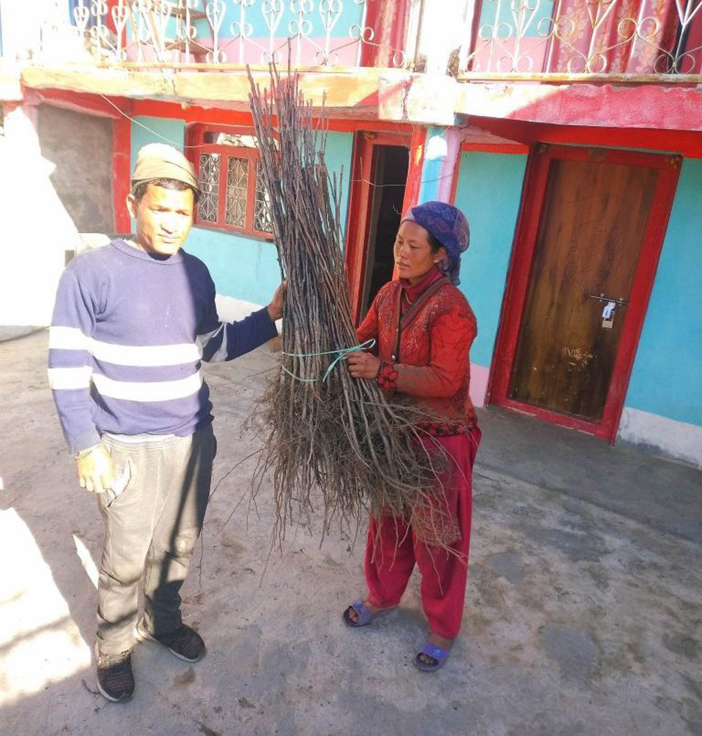 स्थानीय स्तरमै स्याउका बिरुवा उत्पादन, कृषकलाई सहज