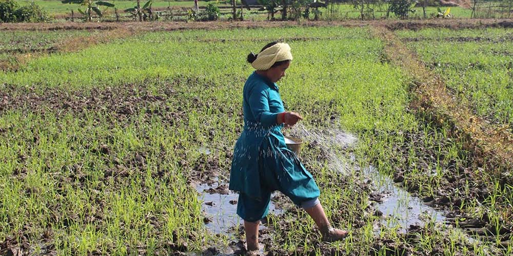 कर्णालीले सबैभन्दा कम रासायनिक मल पाउँछ