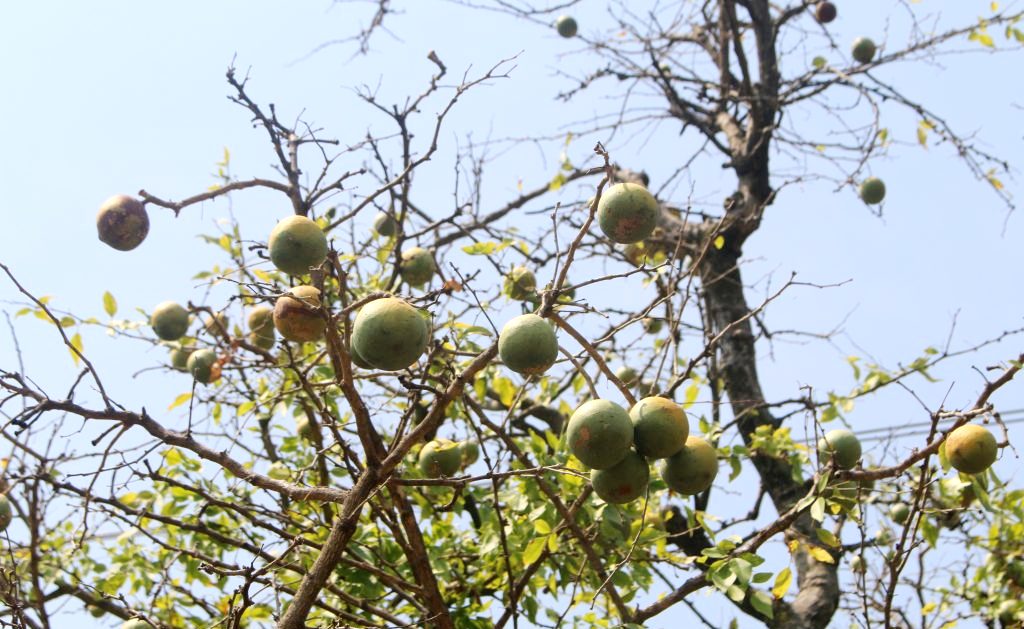 कर्णालीमा बेल फलको महत्त्व नबुझ्दा खेर जाँदै