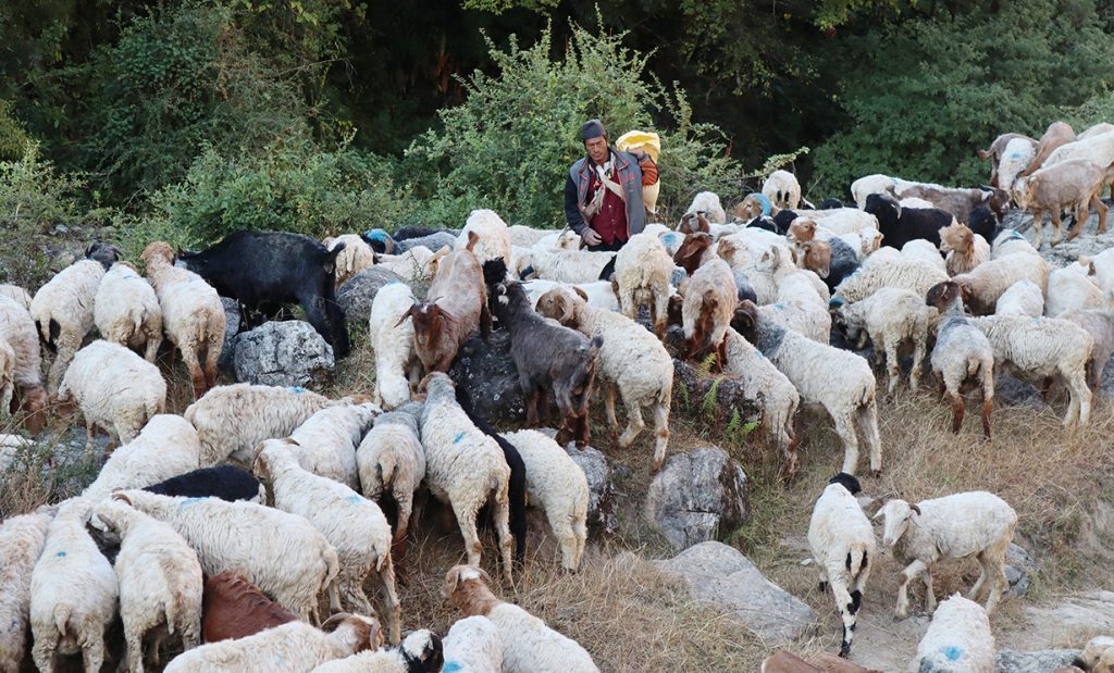कर्णाली प्रदेश मासुमा आत्मनिर्भर
