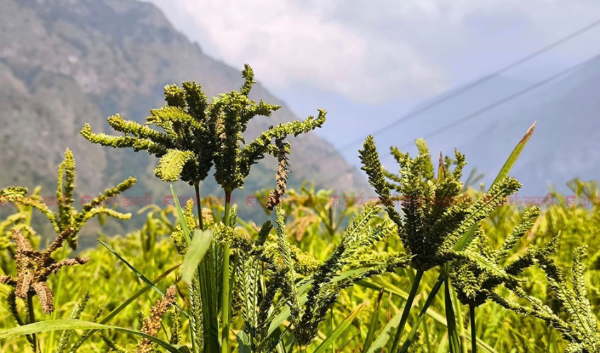 पहिलो पटक राष्ट्रिय कोदो दिवस मनाइँदै