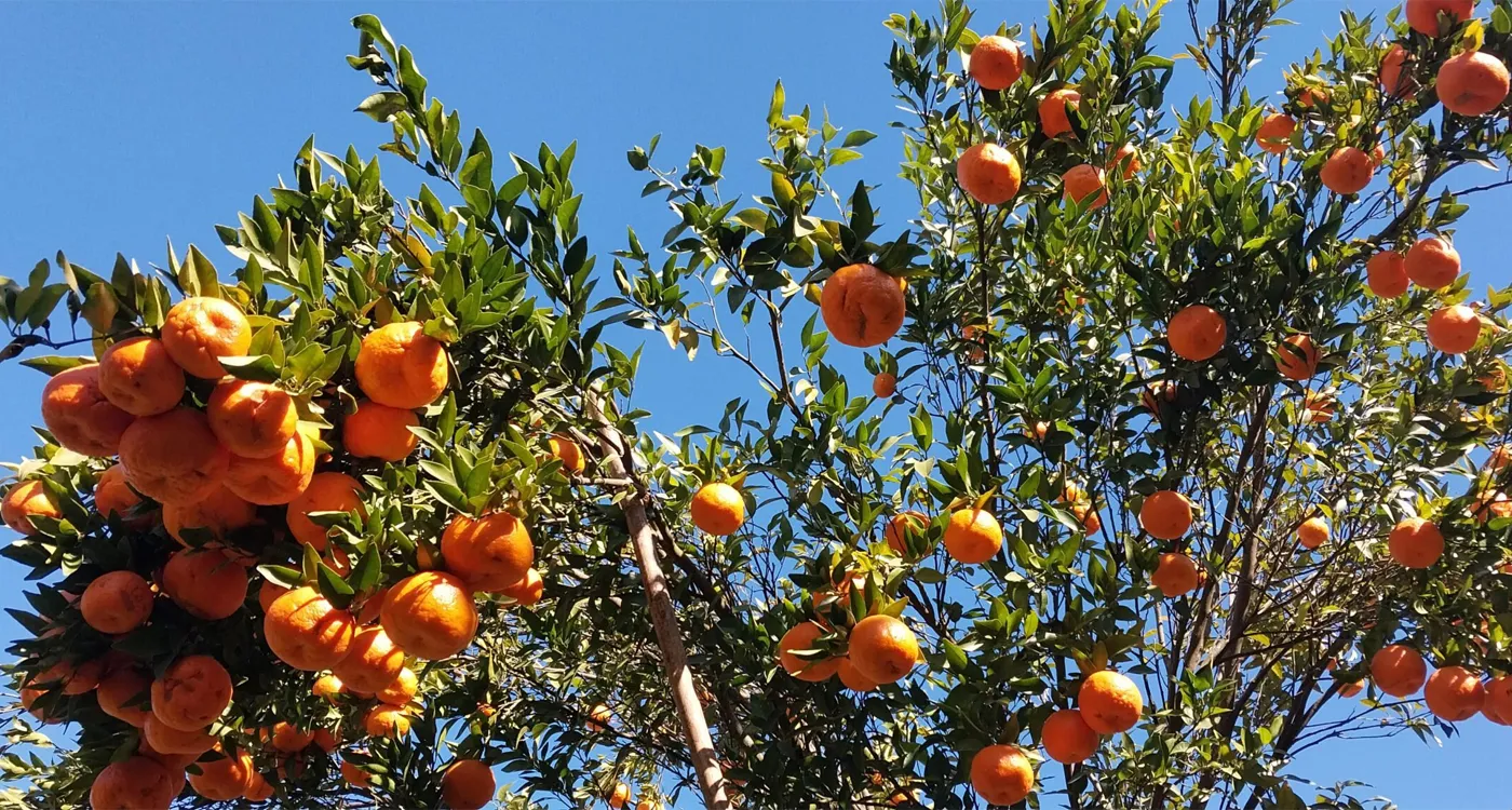 यस वर्ष दैलेखमा सुन्तला उत्पादनमा कमी