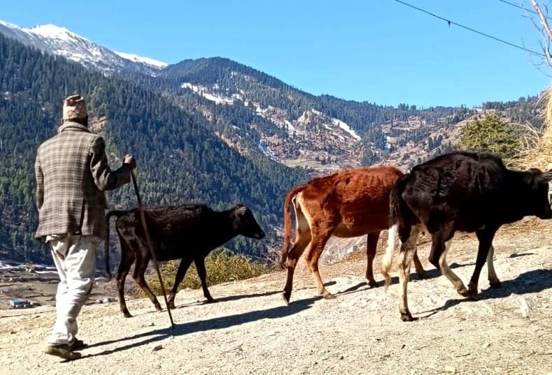 युवा पलायनले सामाजिक जीवन संकटमा